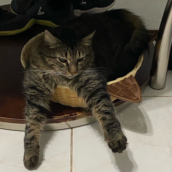 Woven Wicker Style Siamese Cat Cushion Bed - Picture 5 of 7